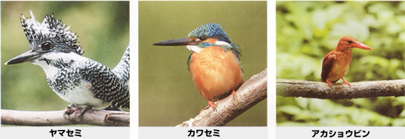 興津川一帯の野鳥